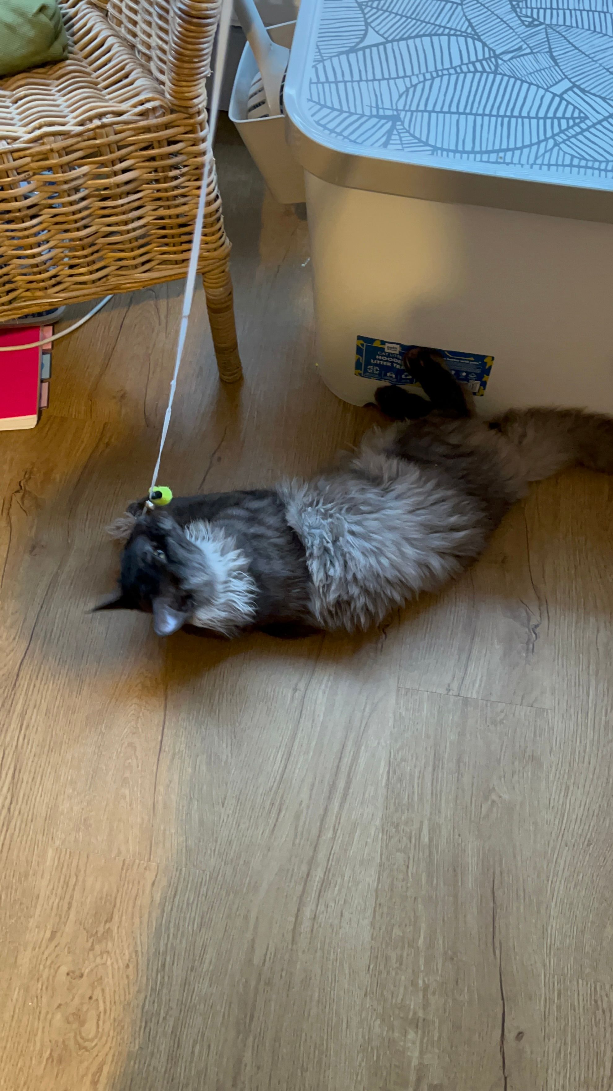 image-11