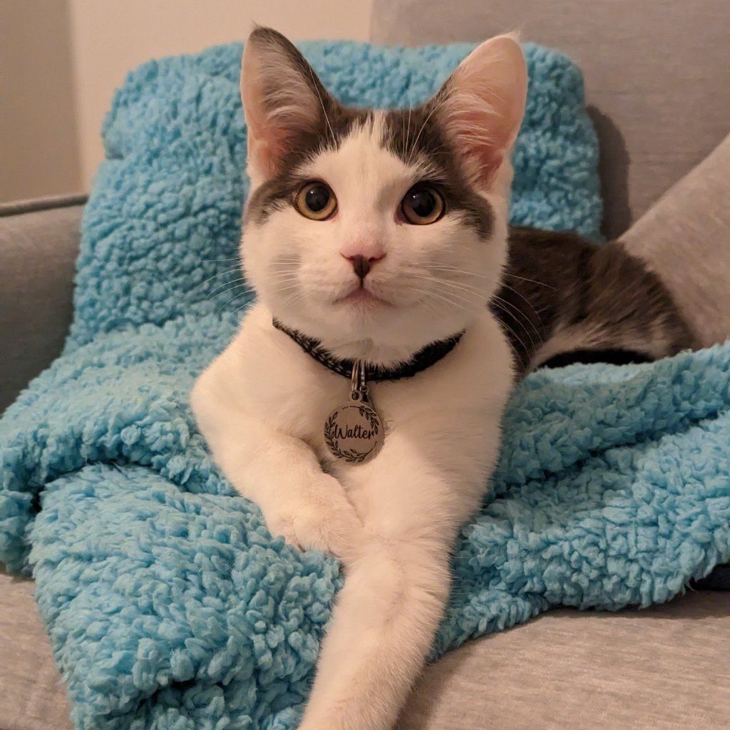 Portrait of Wally, the cat