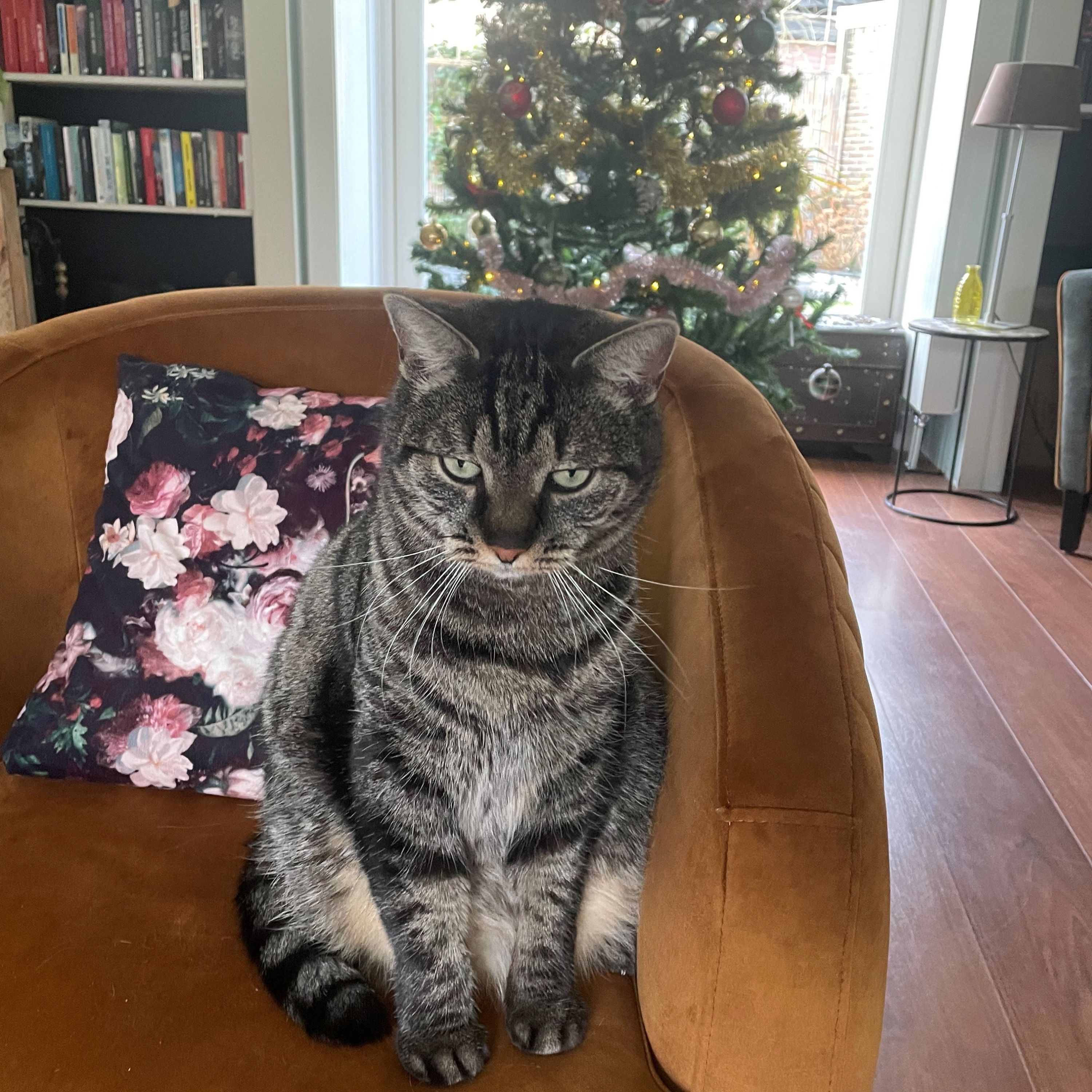 Portretfoto van Lizzie, de cat