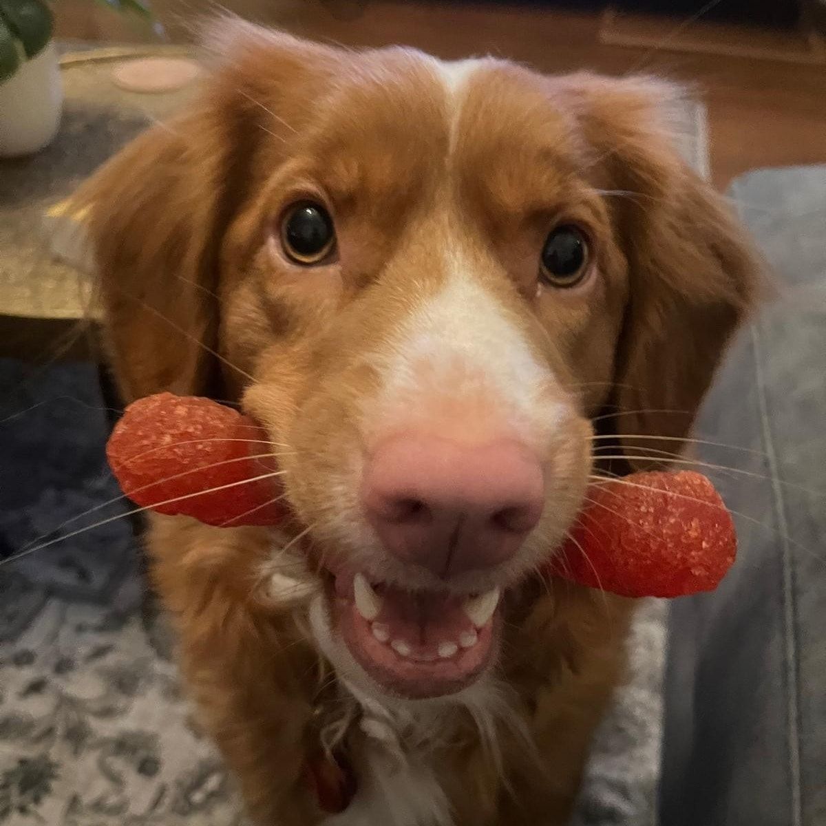 Portretfoto van Ivy, de dog