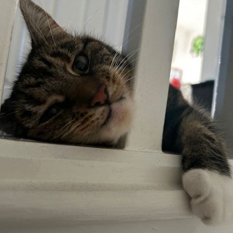 Portrait of Imahn , the cat