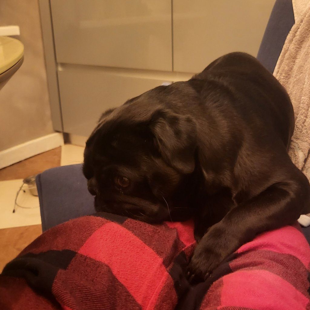 Porträtt av dog Sazhik