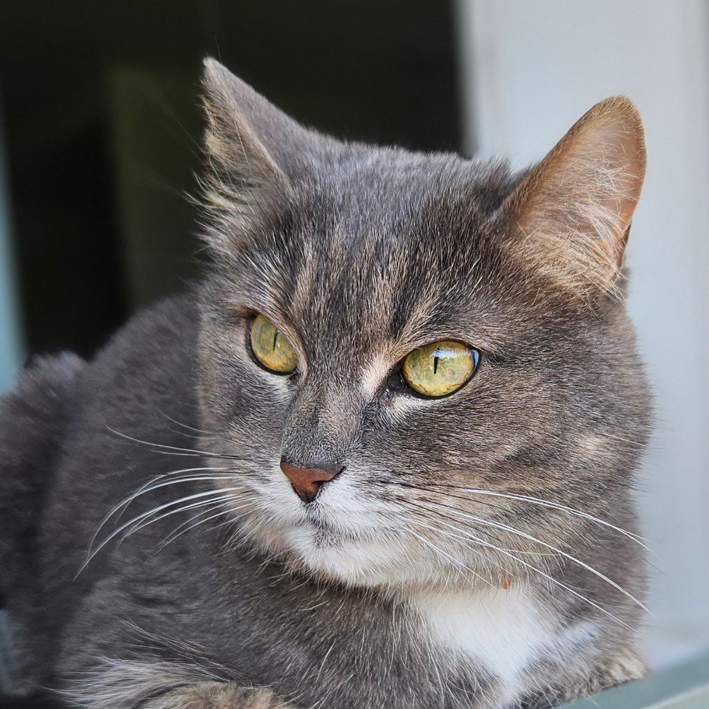 Porträtt av cat Pusya