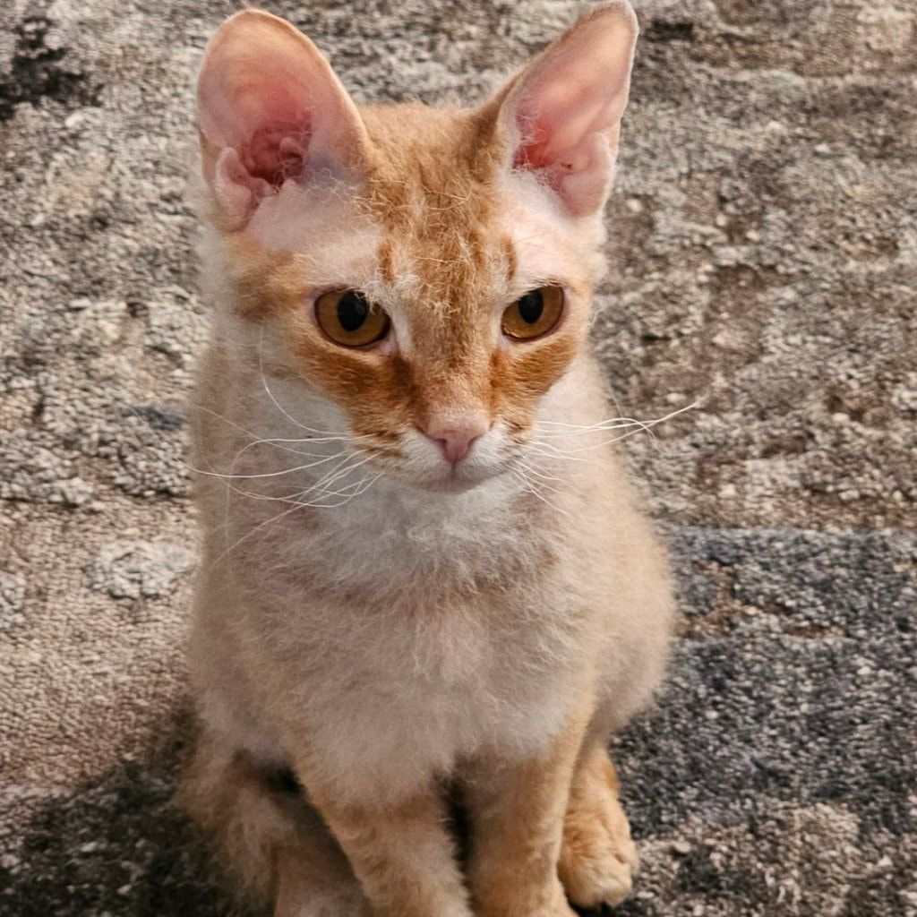 Porträtt av cat Lilu