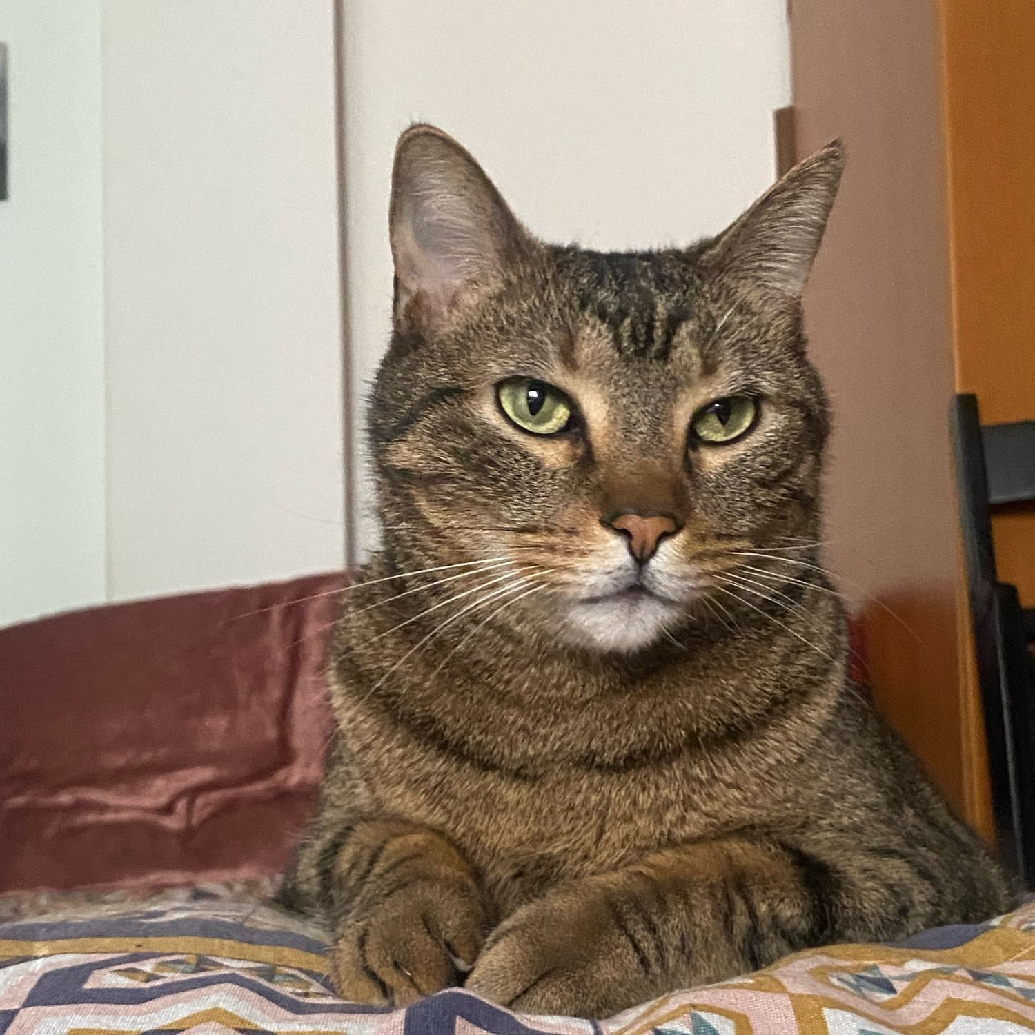 Foto di Dalí, il cat