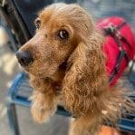 Portät von Louly, dog