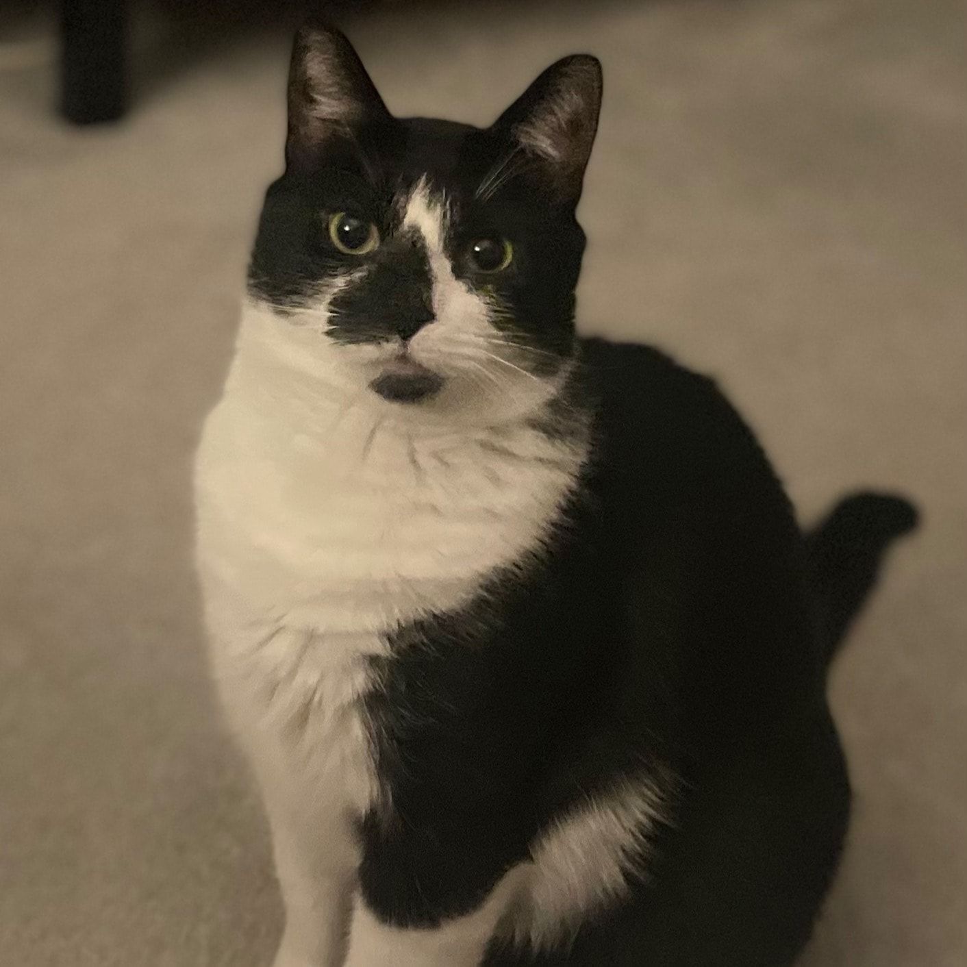 Portrait of Felix, the cat