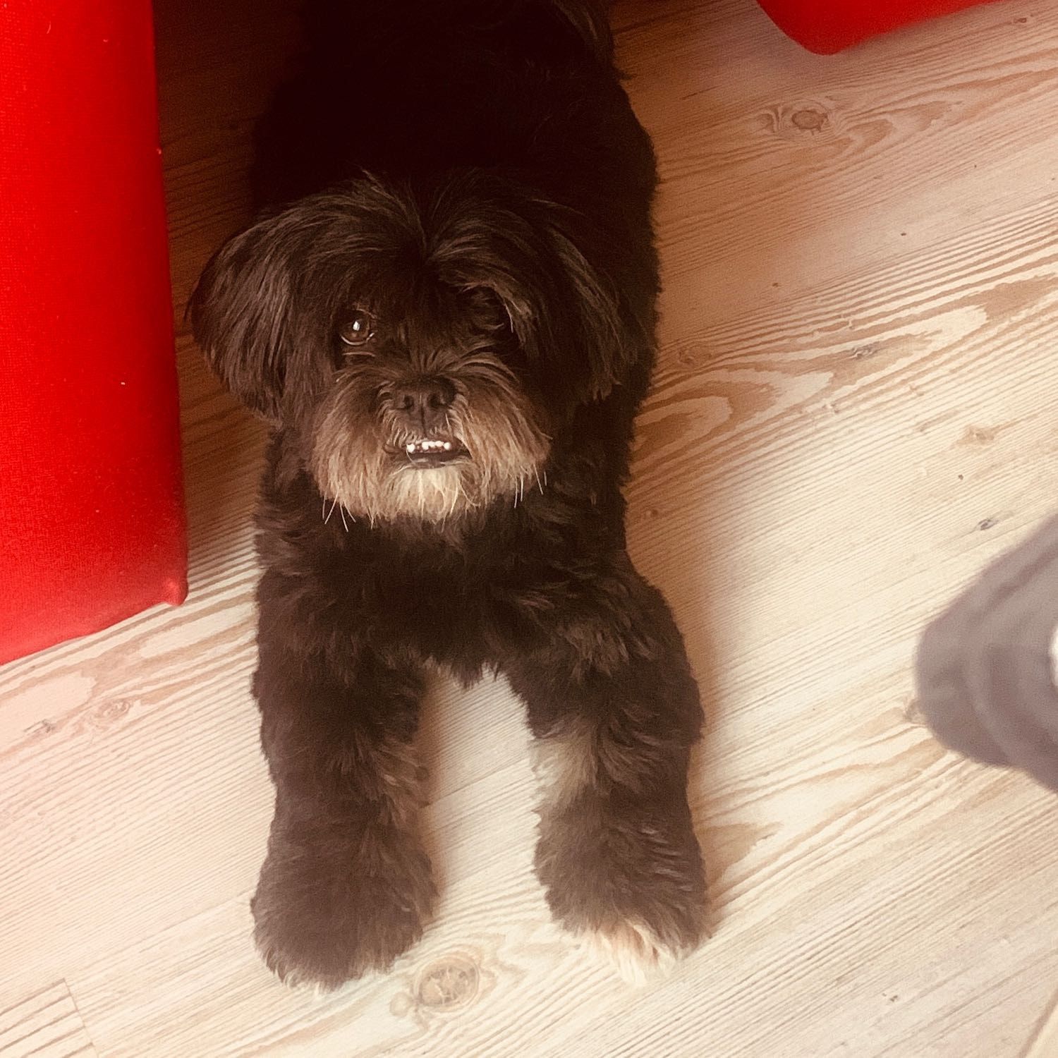 Foto di Kora, il dog