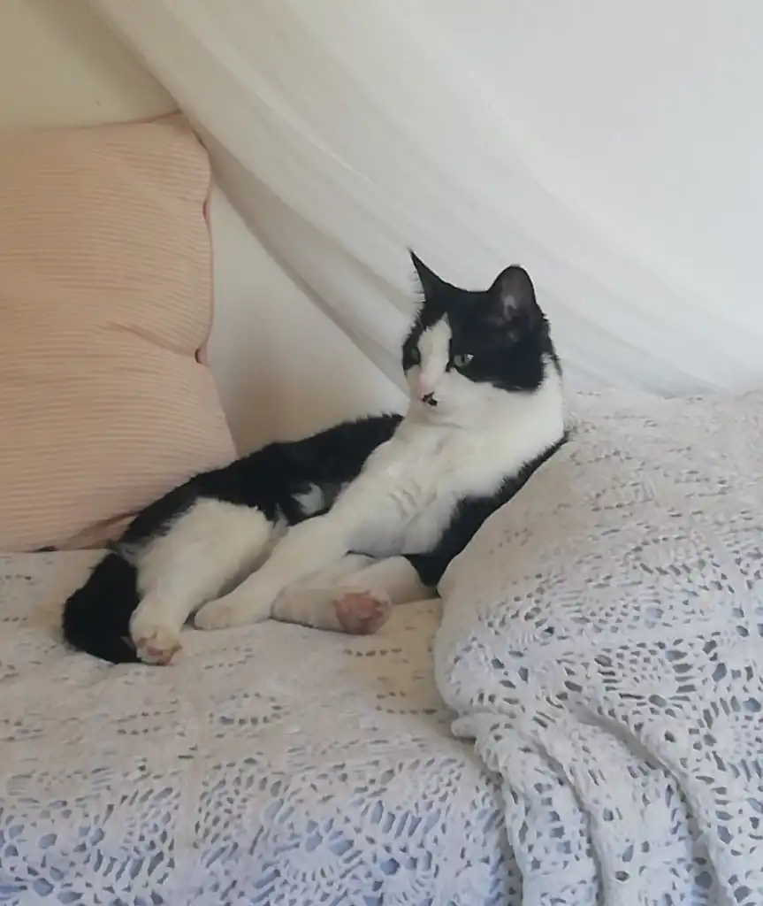 image-7