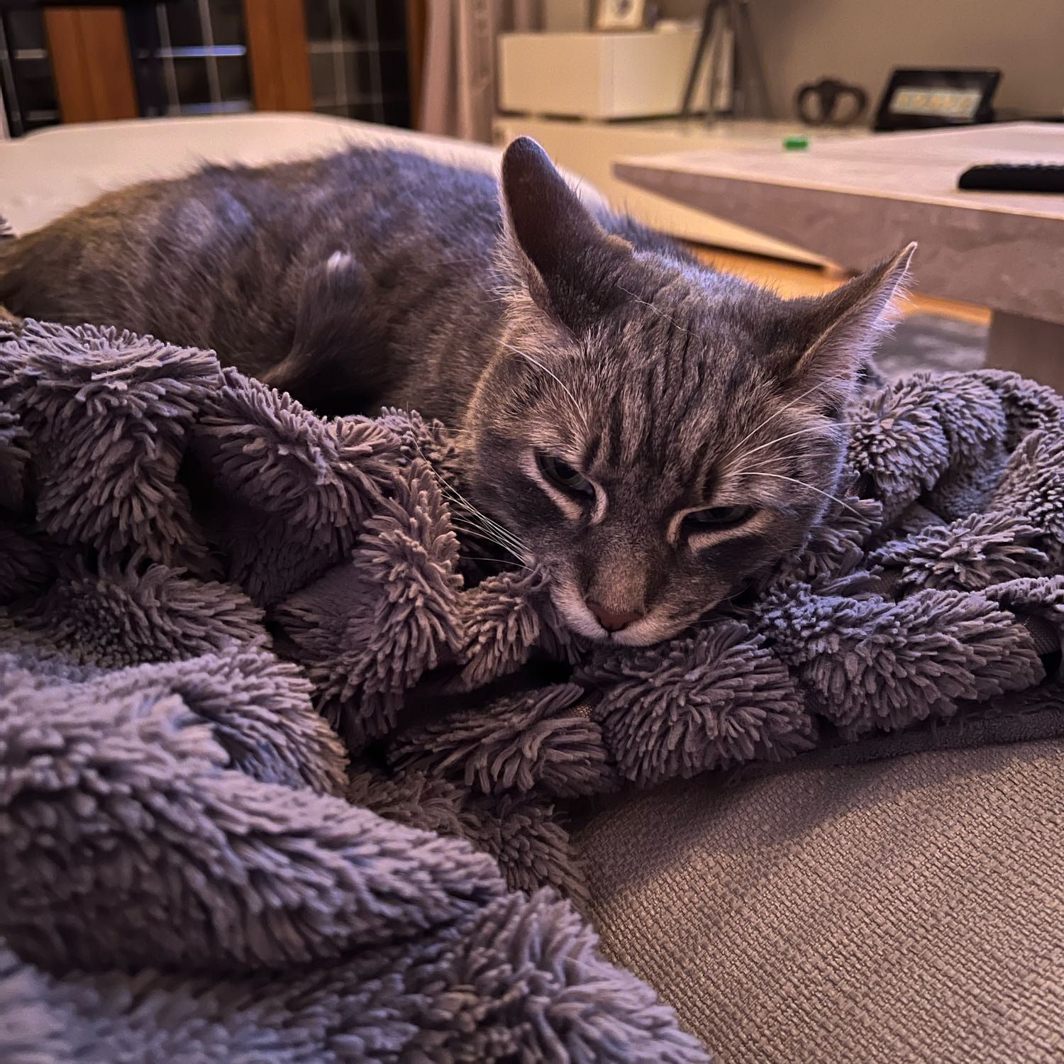 Portrait of Jerry, the cat