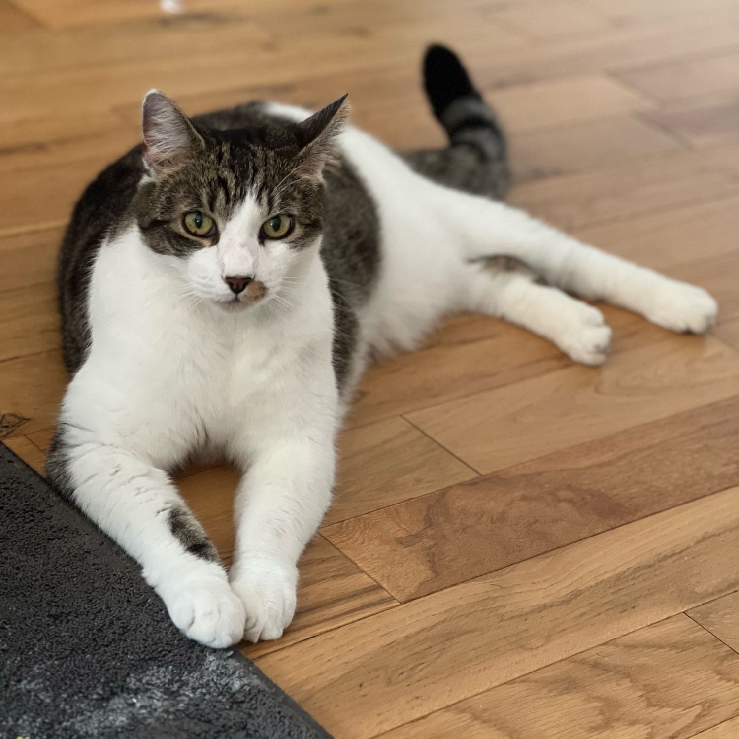 Portrait of Benny, the cat
