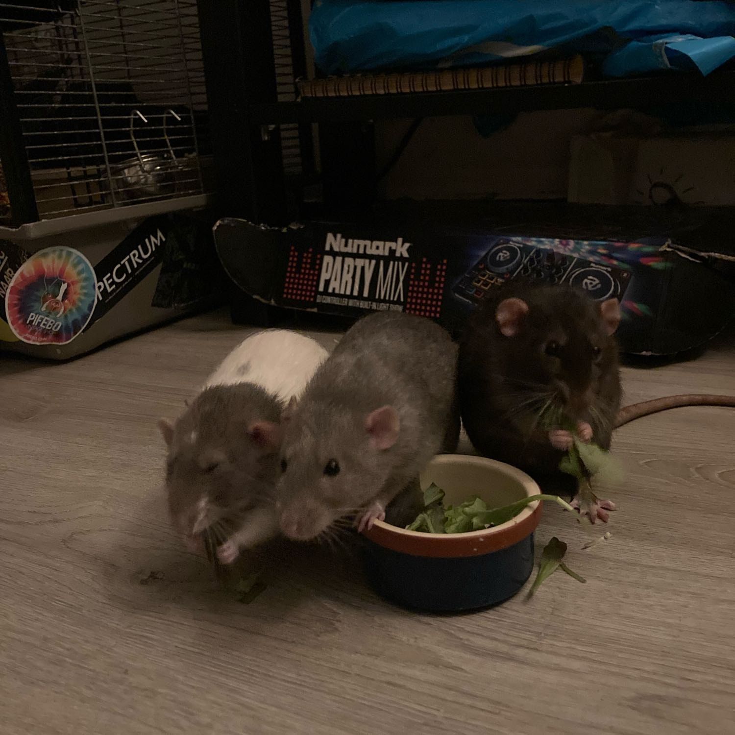 Portretfoto van Timo, Lebano, Darko, de farmAnimal