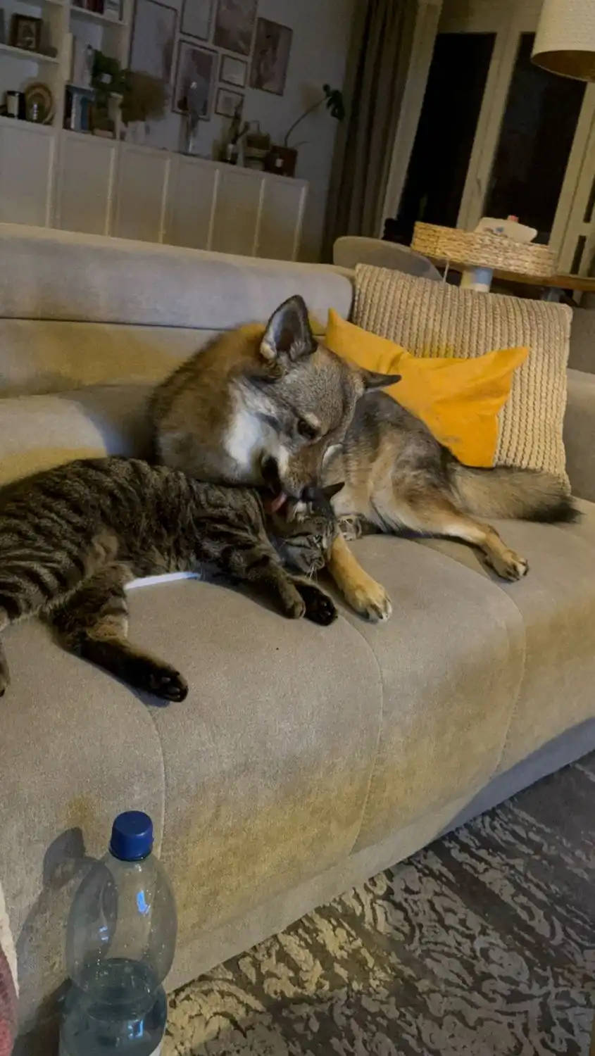 image-16