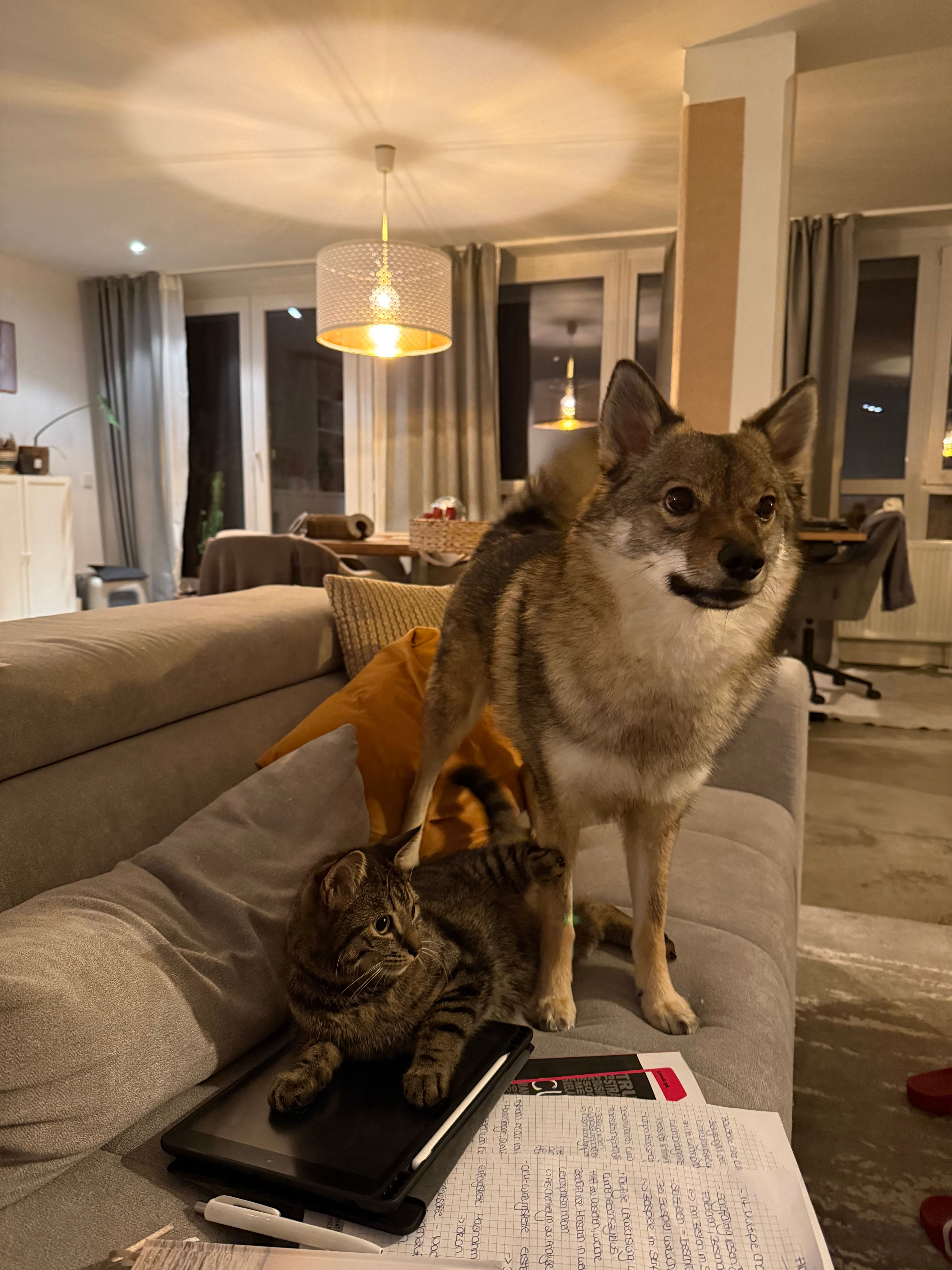 image-10