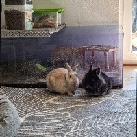 Portät von Romeo u. Paulchen , rabbit