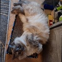Portät von Maia, cat