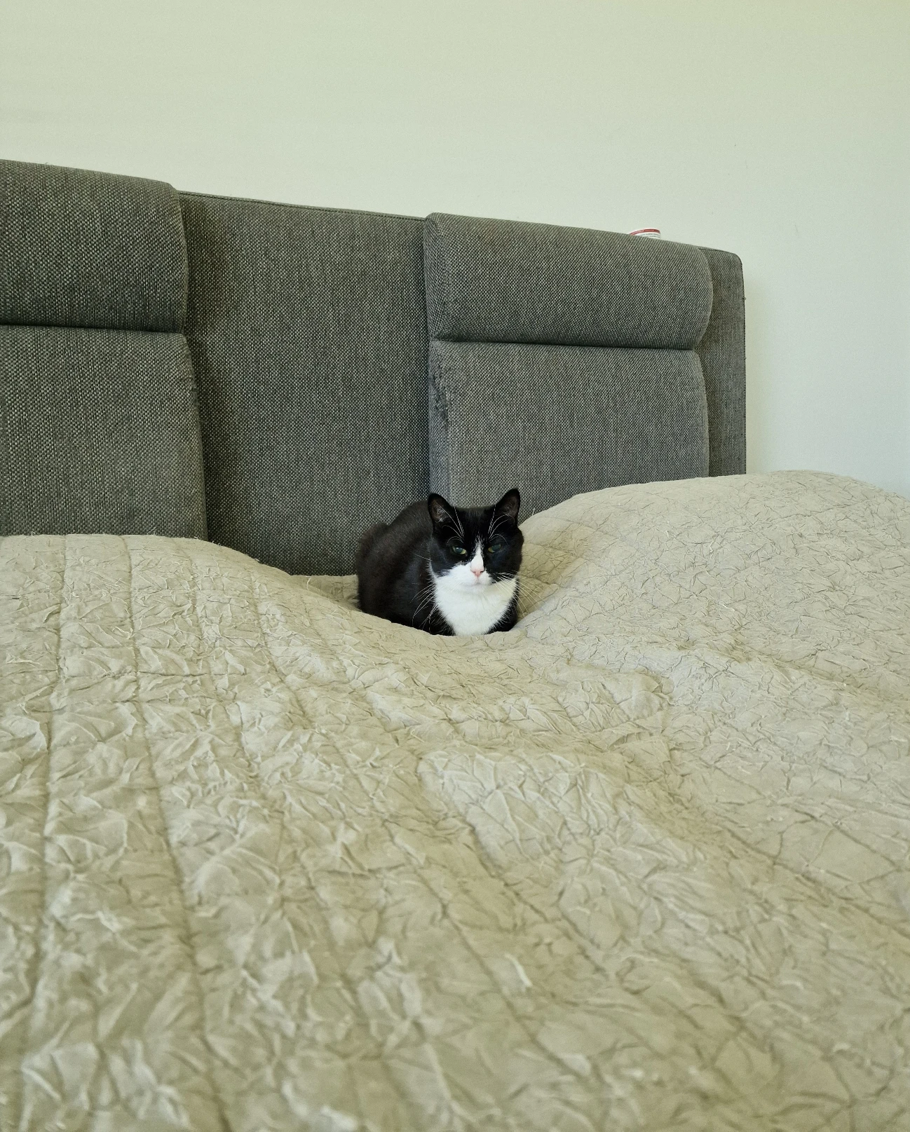 image-42