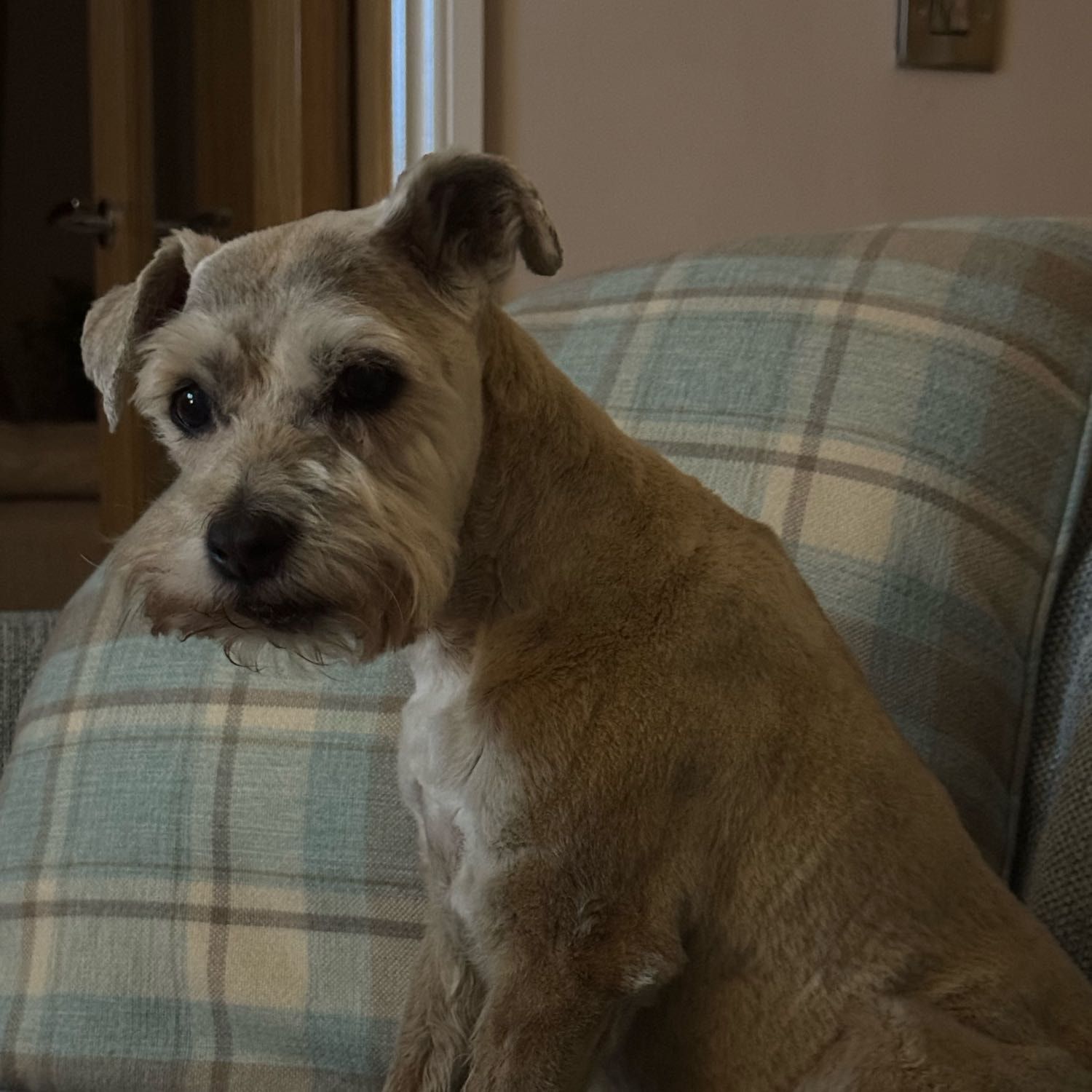 Portrait of Rizzle, the dog