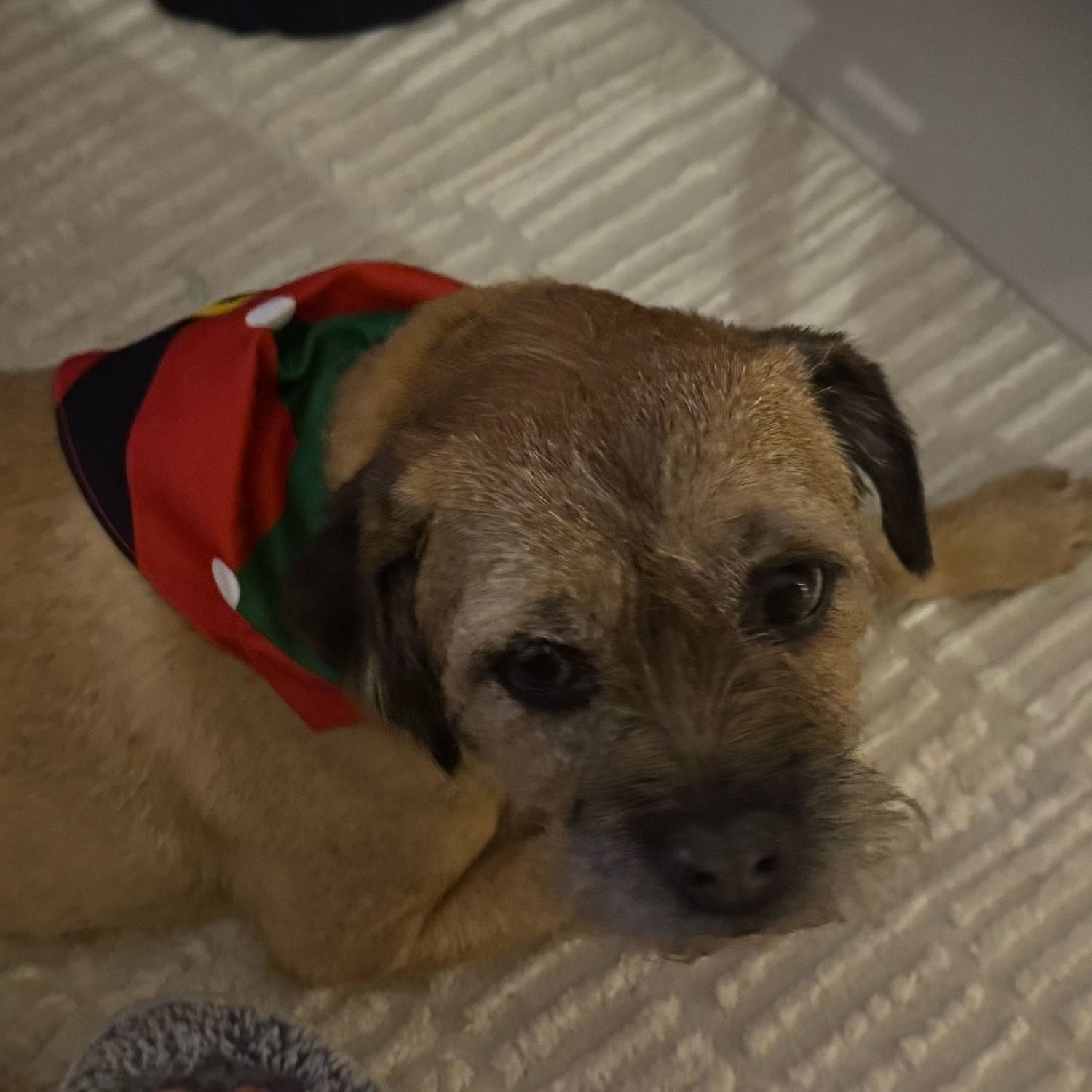 Portrait of Riley, the dog