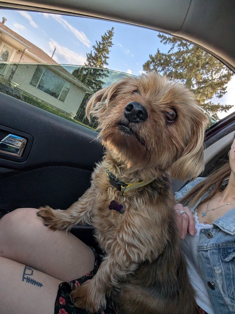 Portrait of Markey , the dog