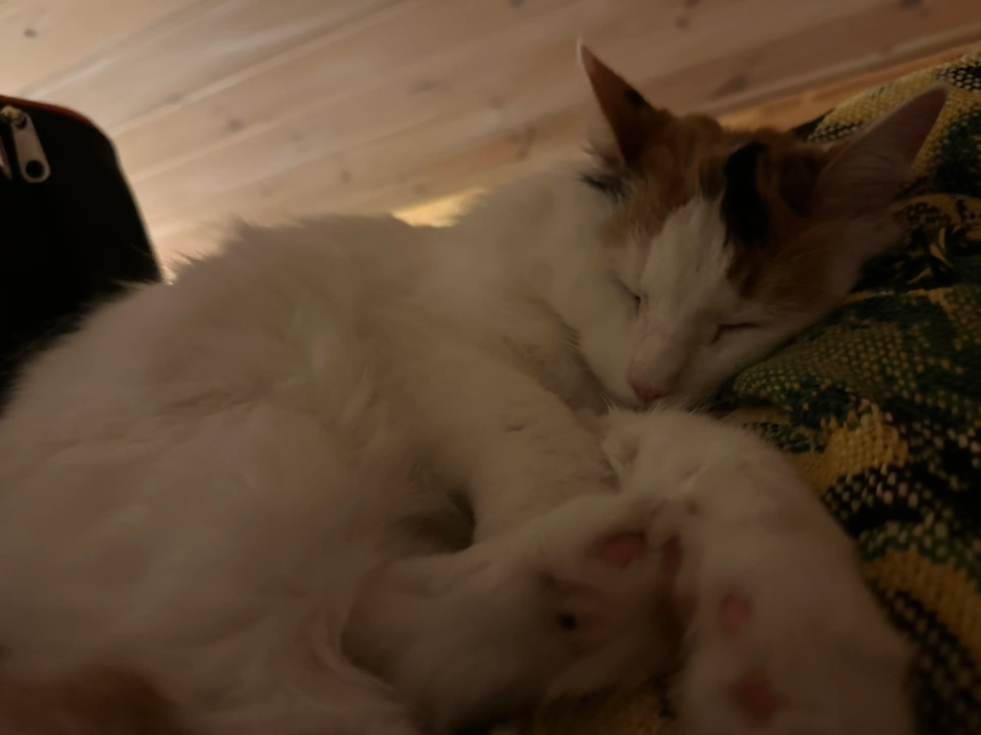 image-7