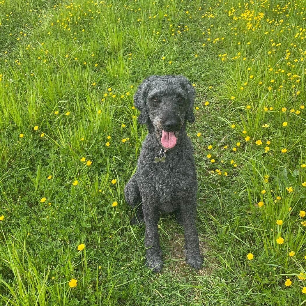 Portrait of Faren, the dog