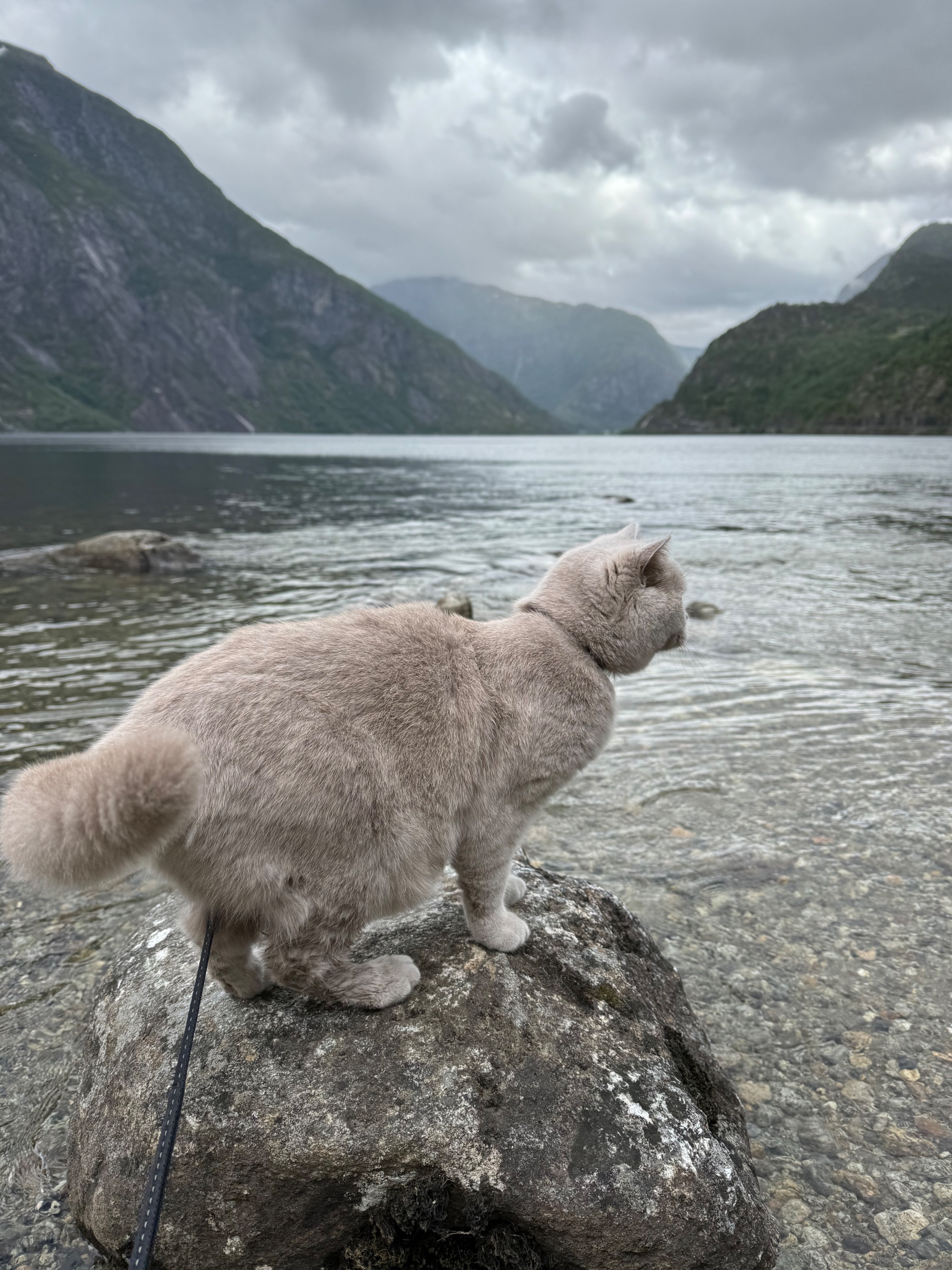 image-5