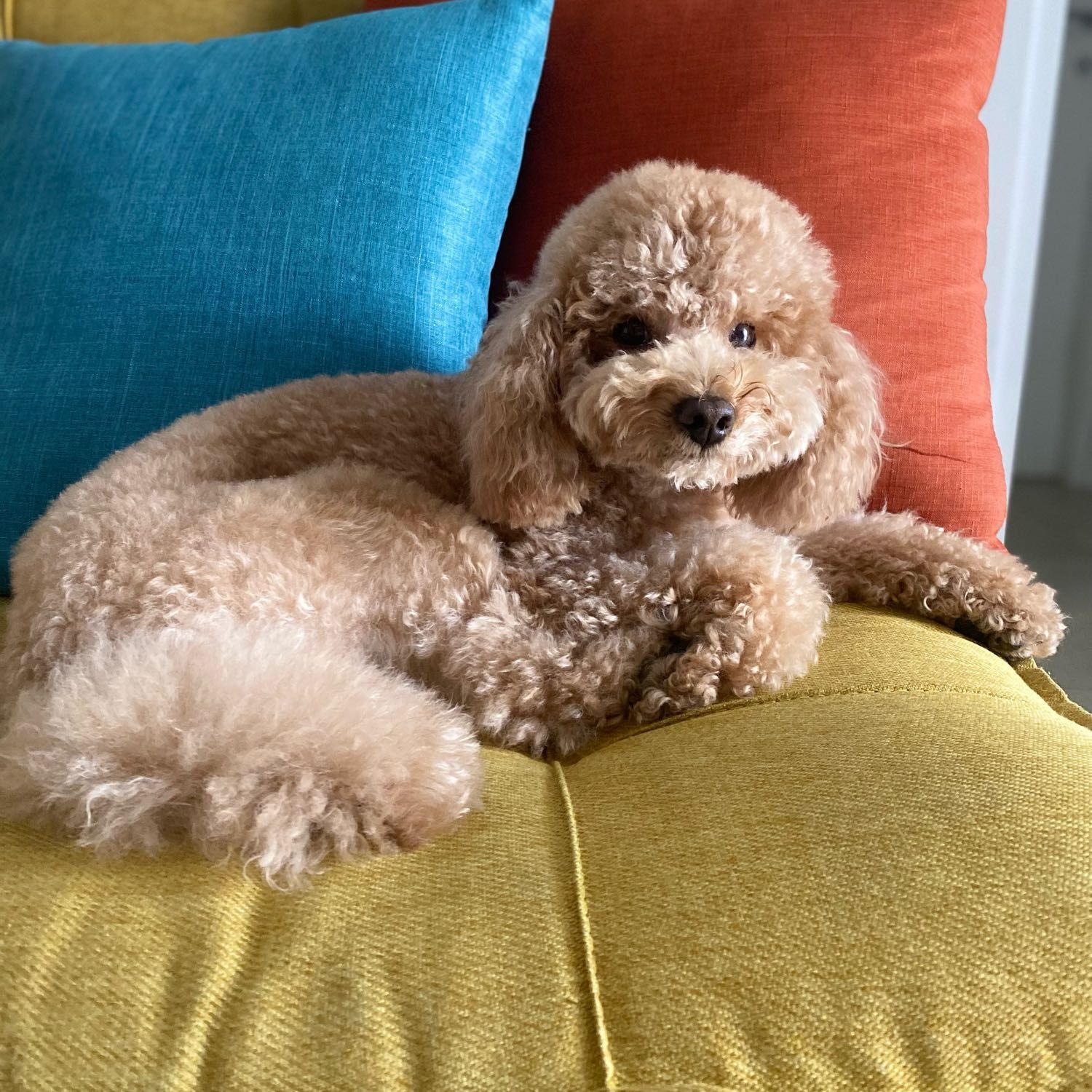 Foto di Diego, il dog