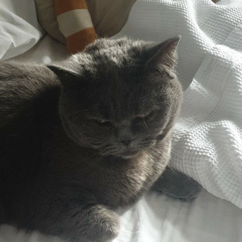 Portrait of Cynder, the cat