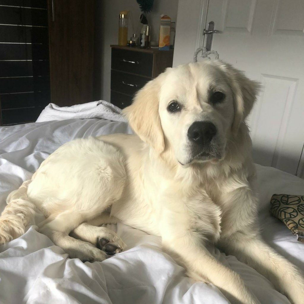Portrait of Bailey, the dog