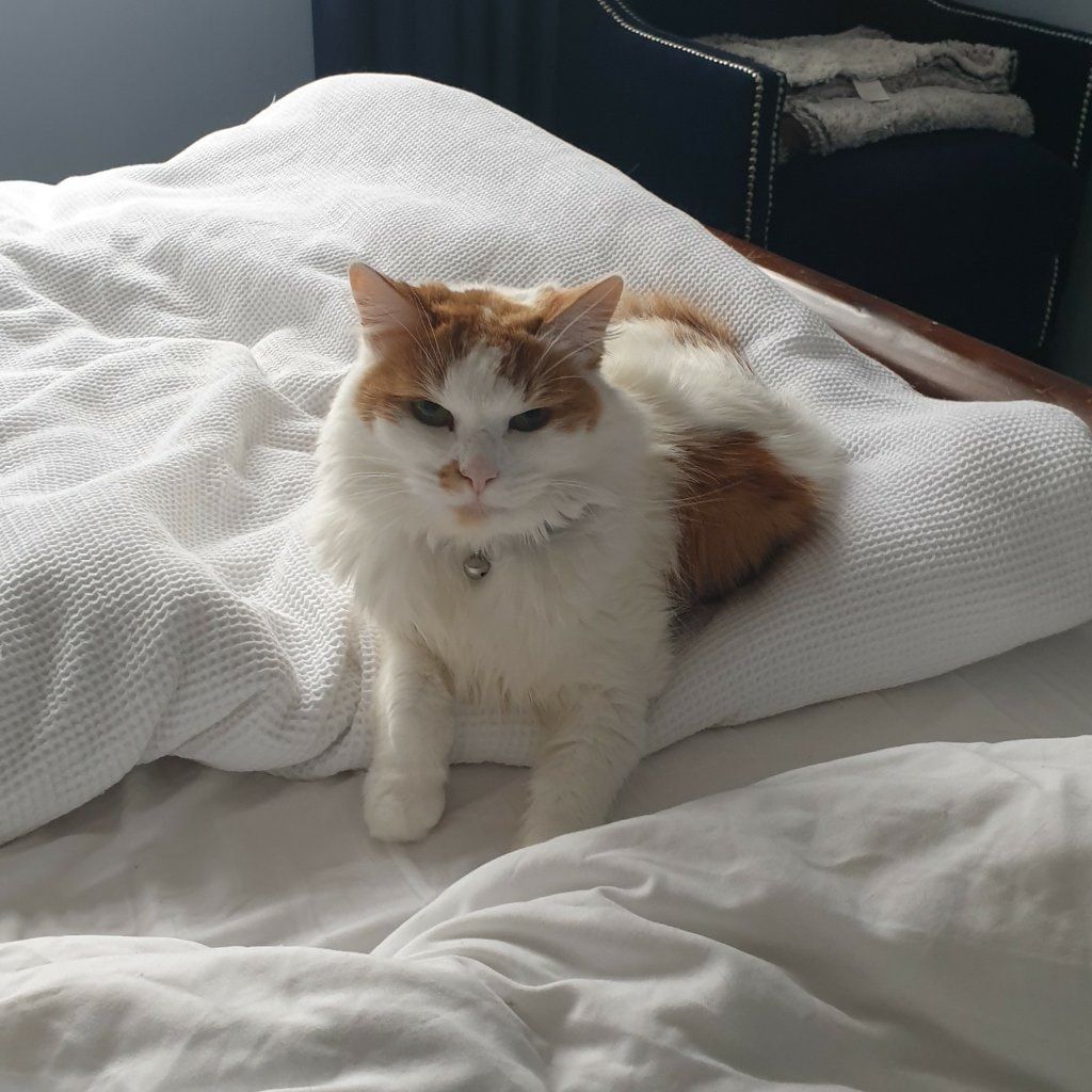 Portrait of Spencer, the cat