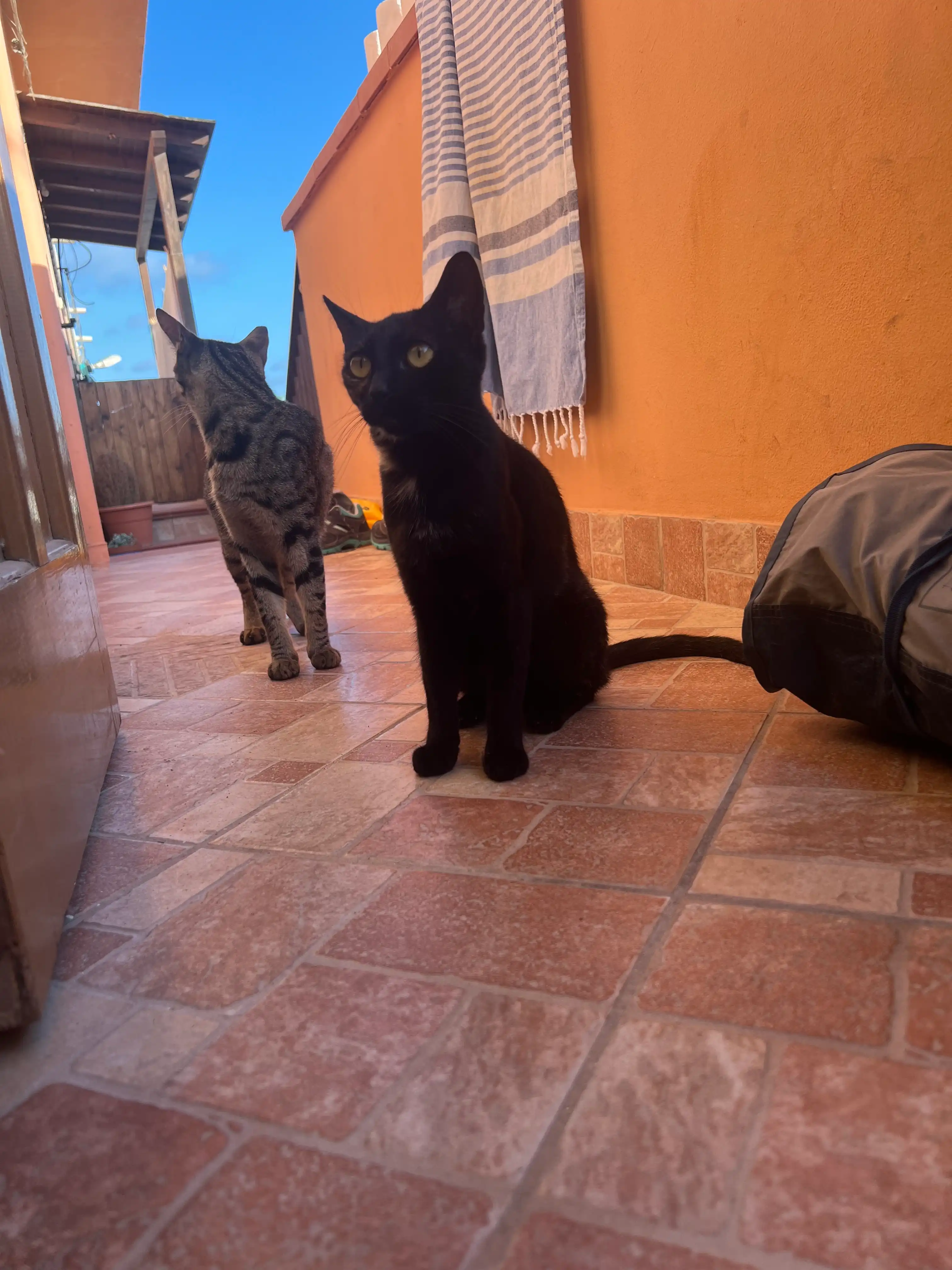 image-7