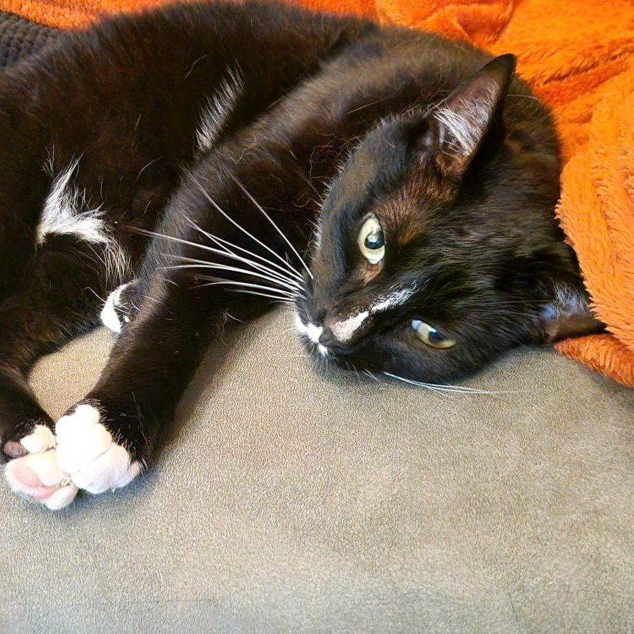 Portretfoto van Professor Evil, de cat