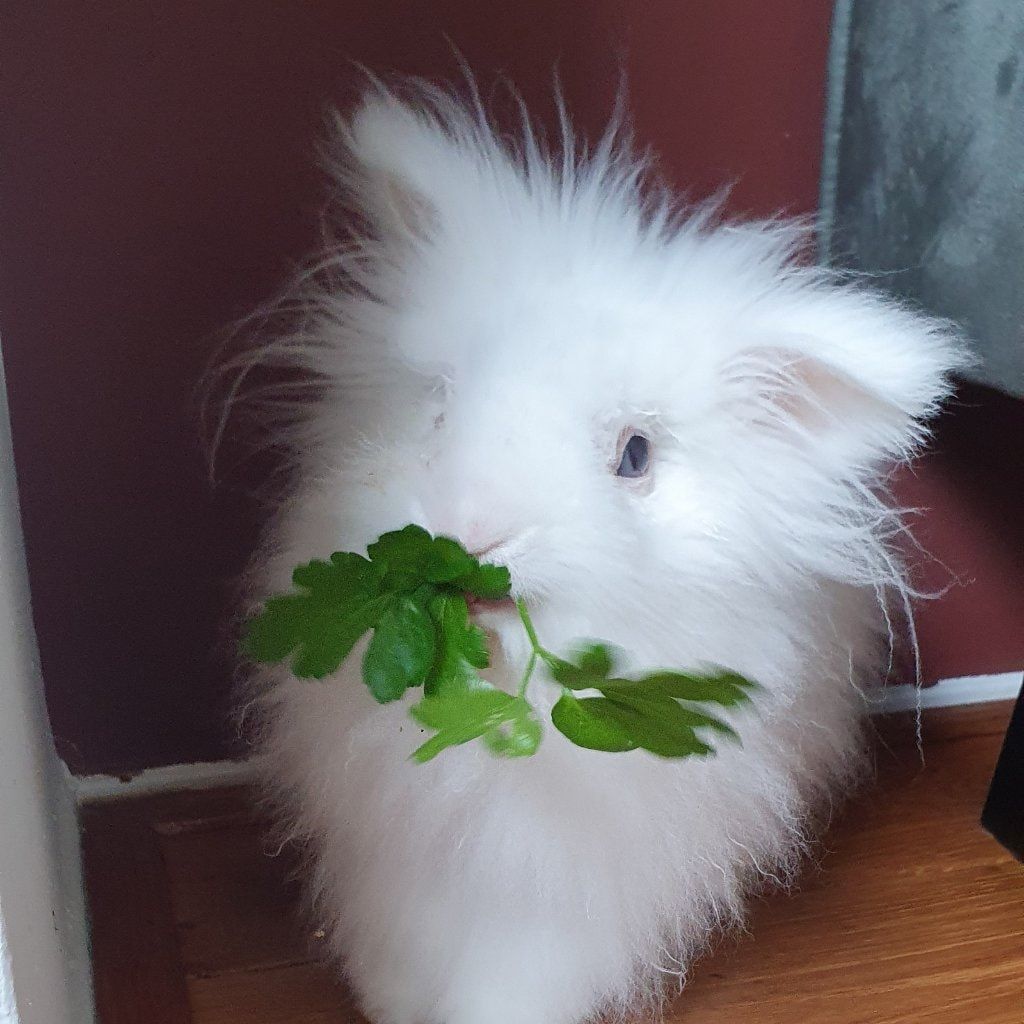 Portretfoto van Joe, de rabbit
