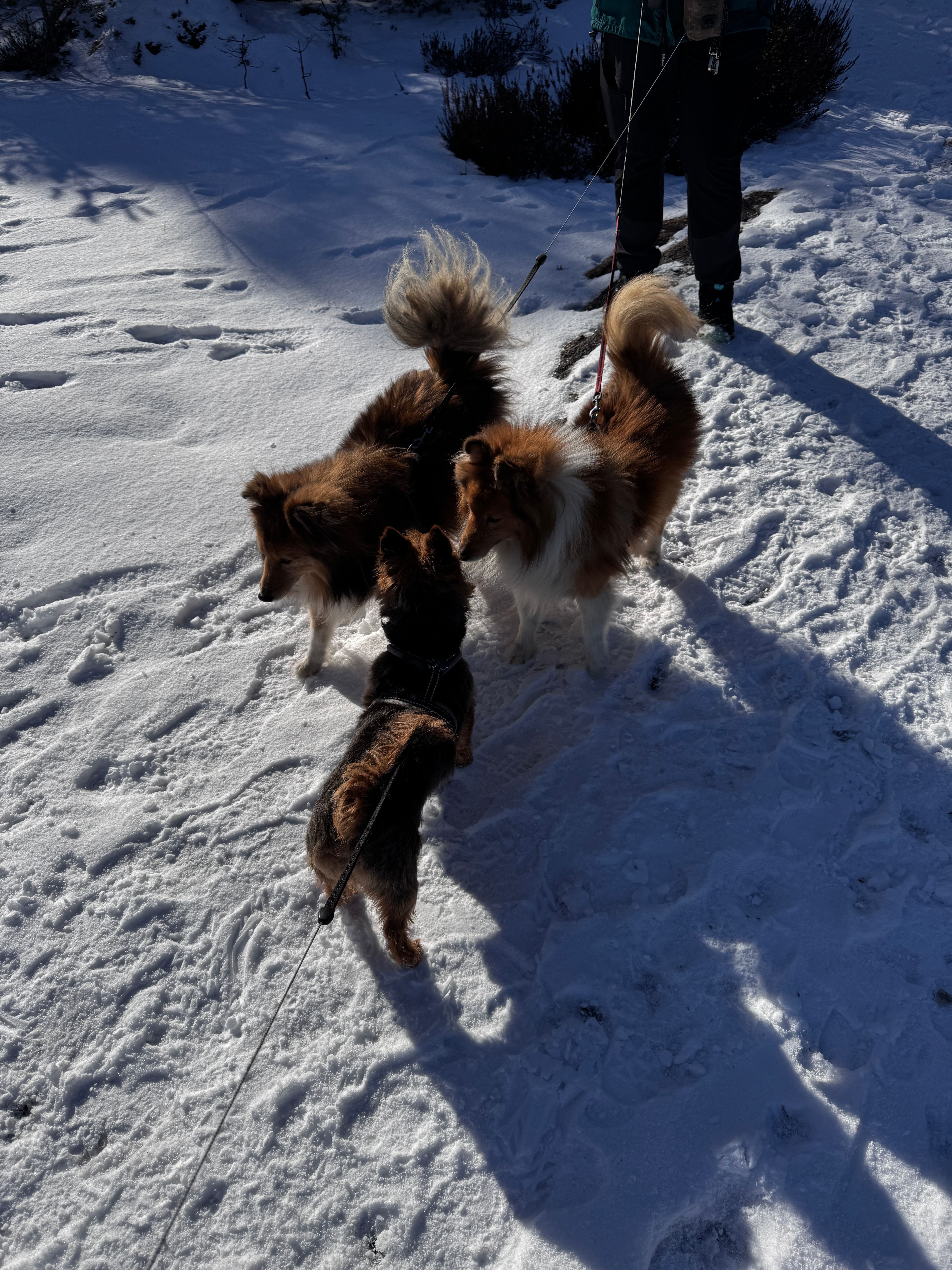 image-7