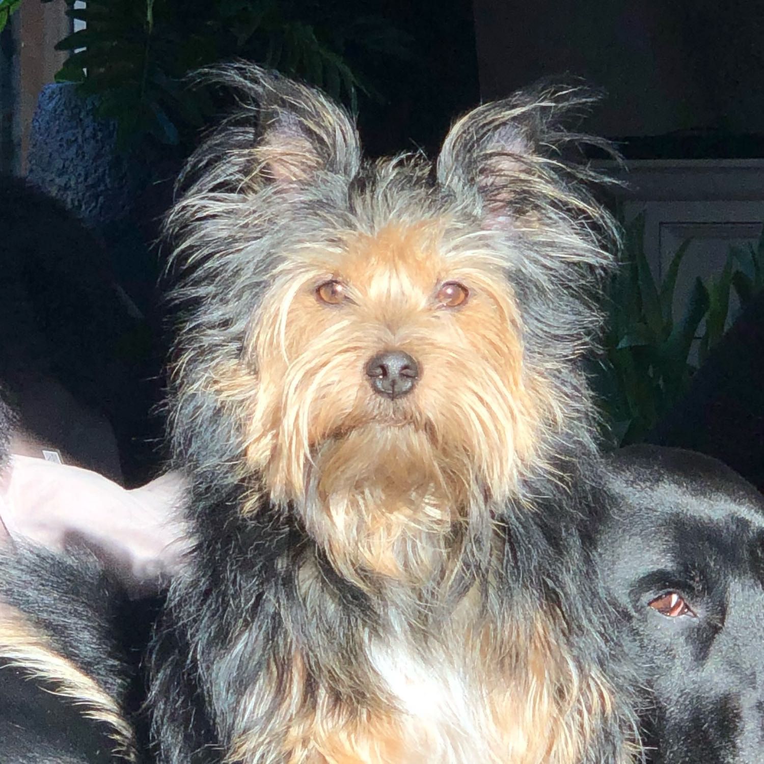 Portretfoto van Ollie, de dog
