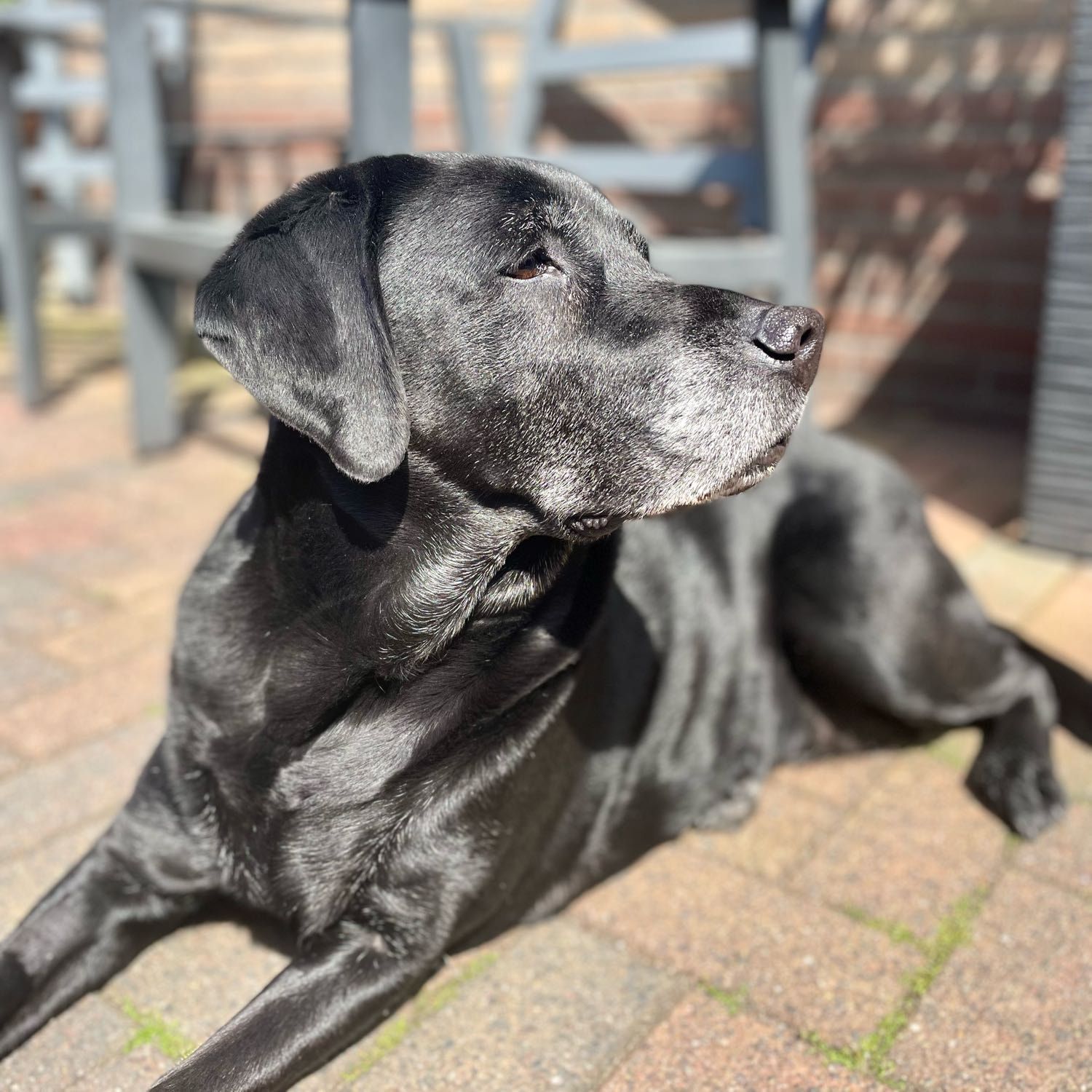 Portretfoto van Max, de dog