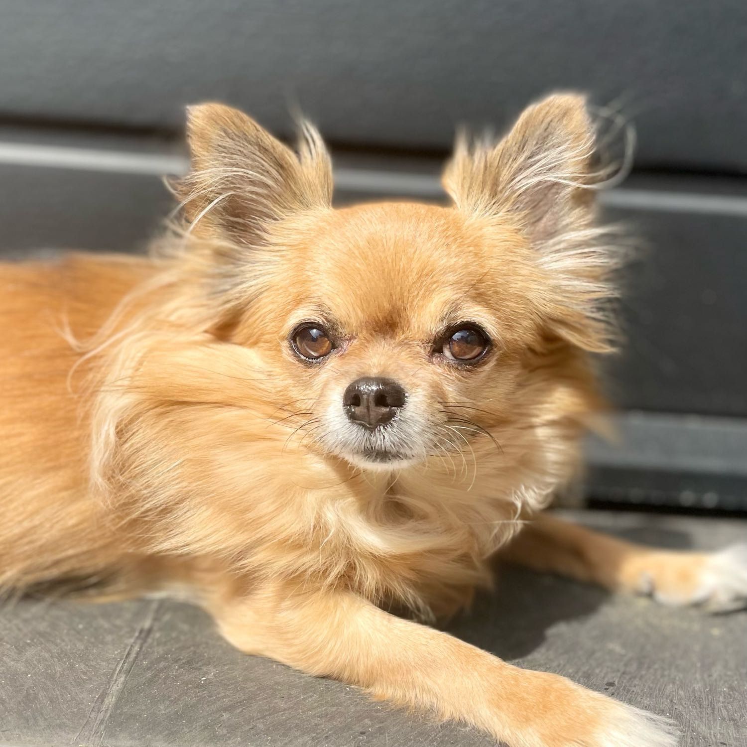 Portretfoto van Coco, de dog