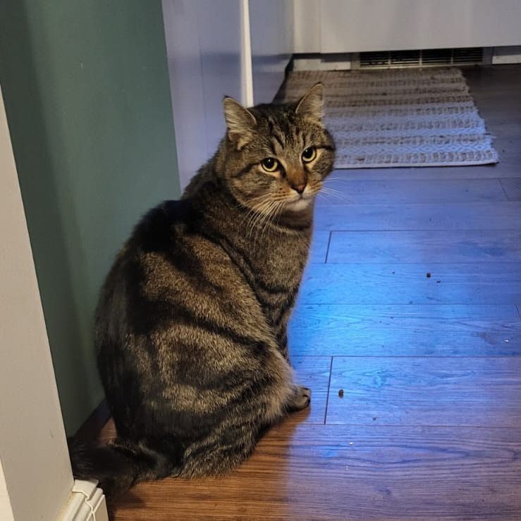 Portät von Nunu, cat