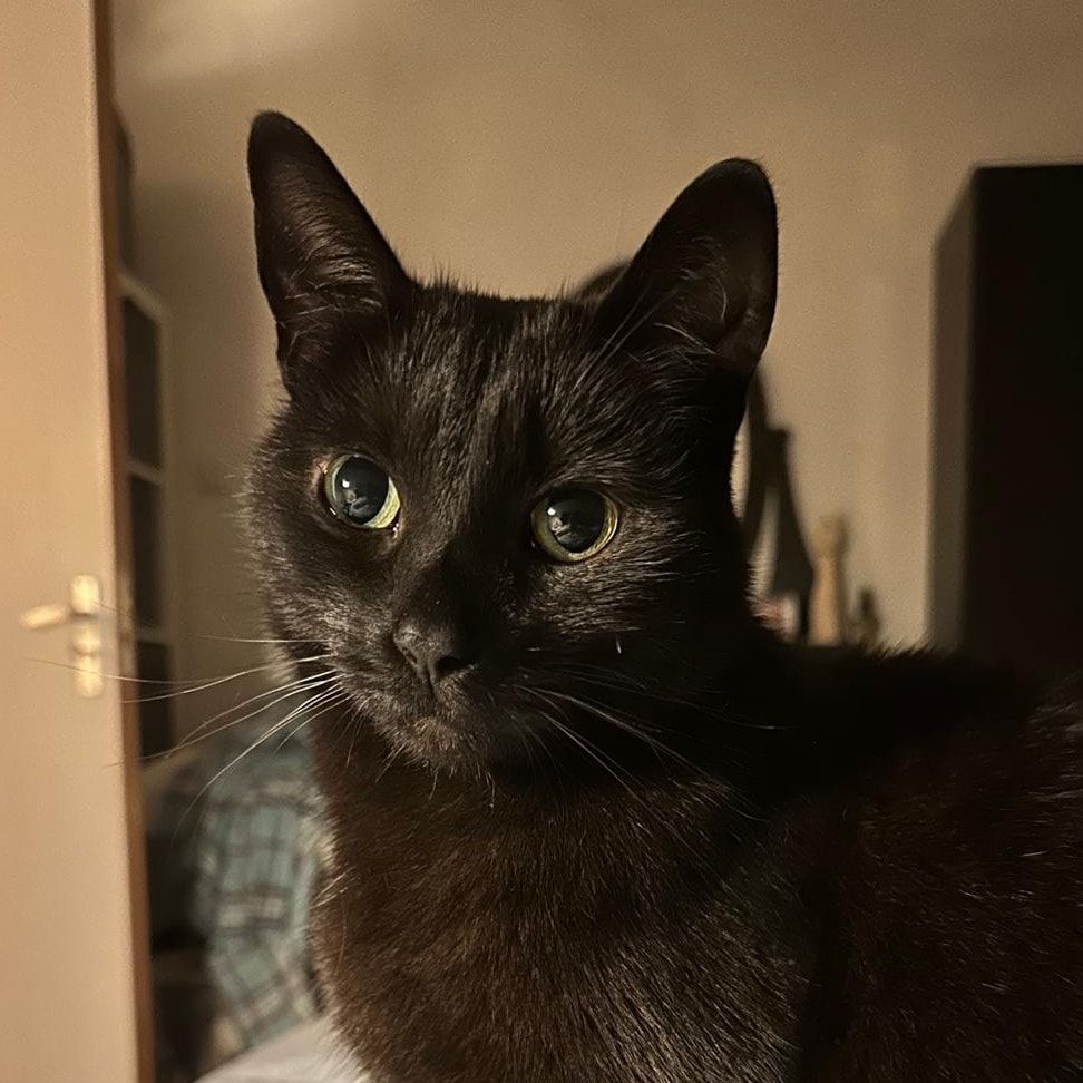 Portretfoto van Nola, de cat