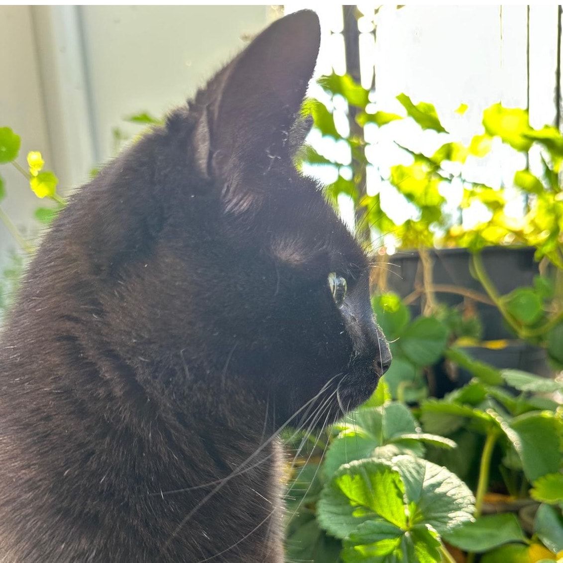 Portretfoto van Appa, de cat