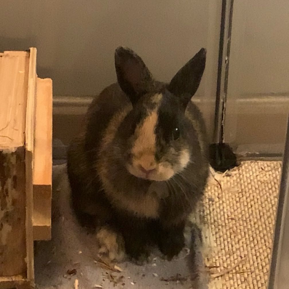 Portrait de Deemo, la rabbit