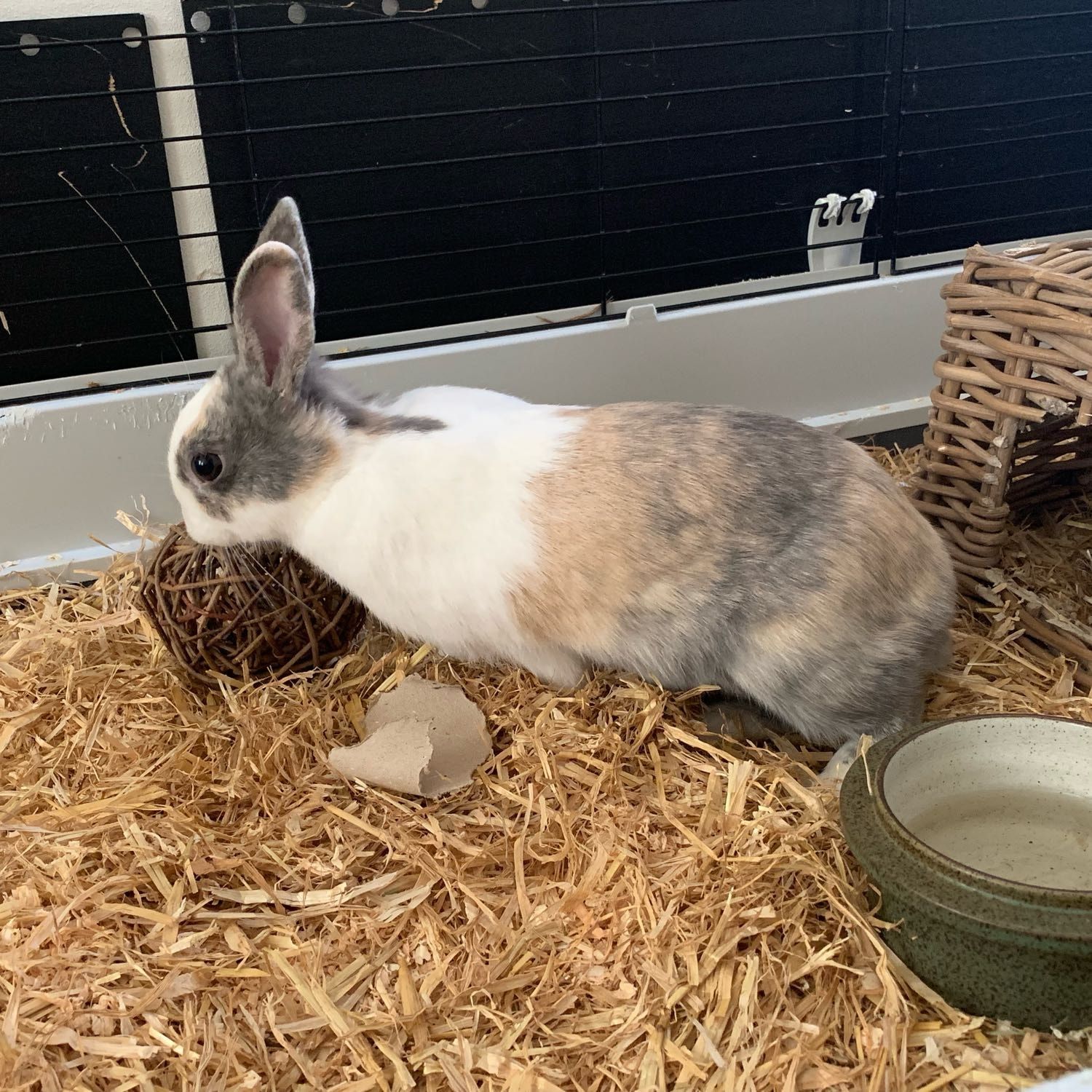 Portrait de Lola, la rabbit