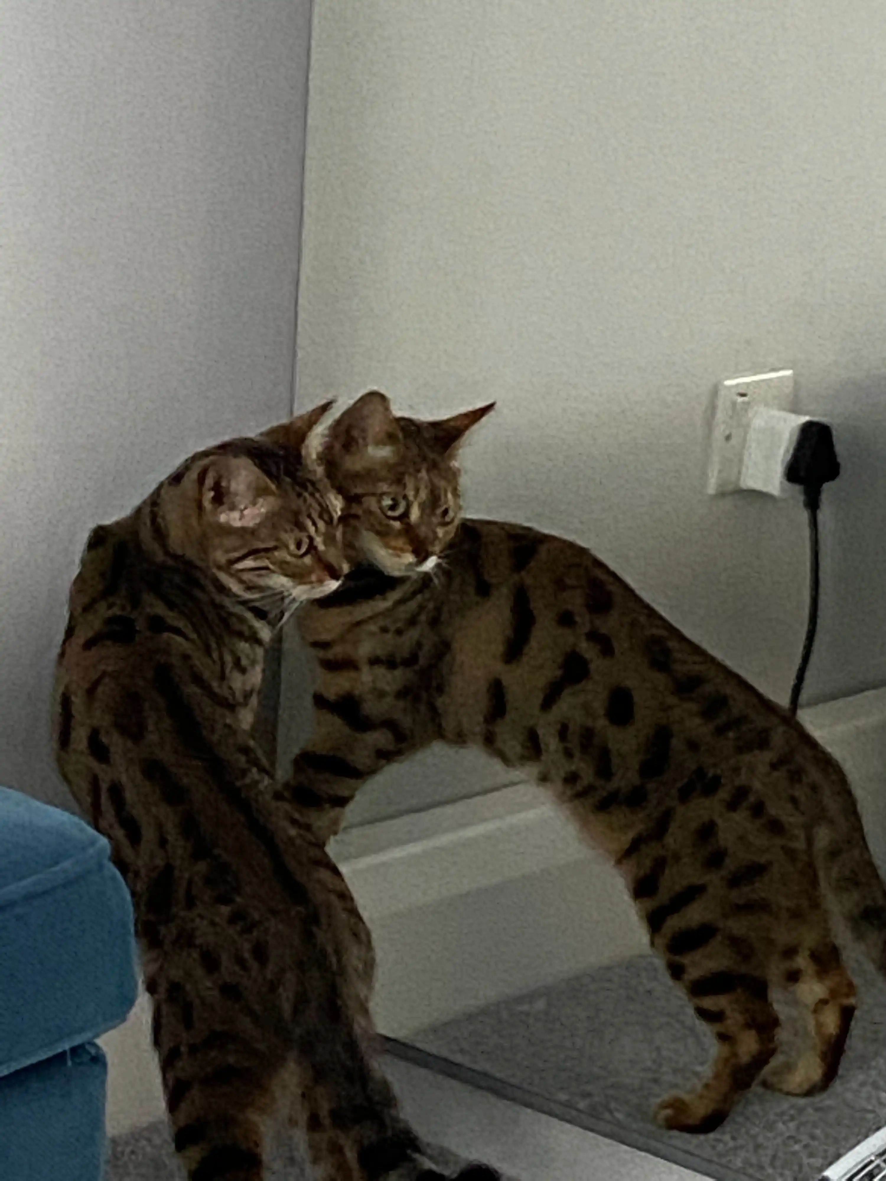 image-5
