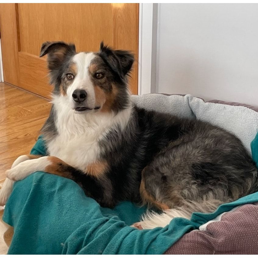 Portrait of Milo, the dog