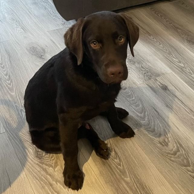 Portrait of Axel , the dog