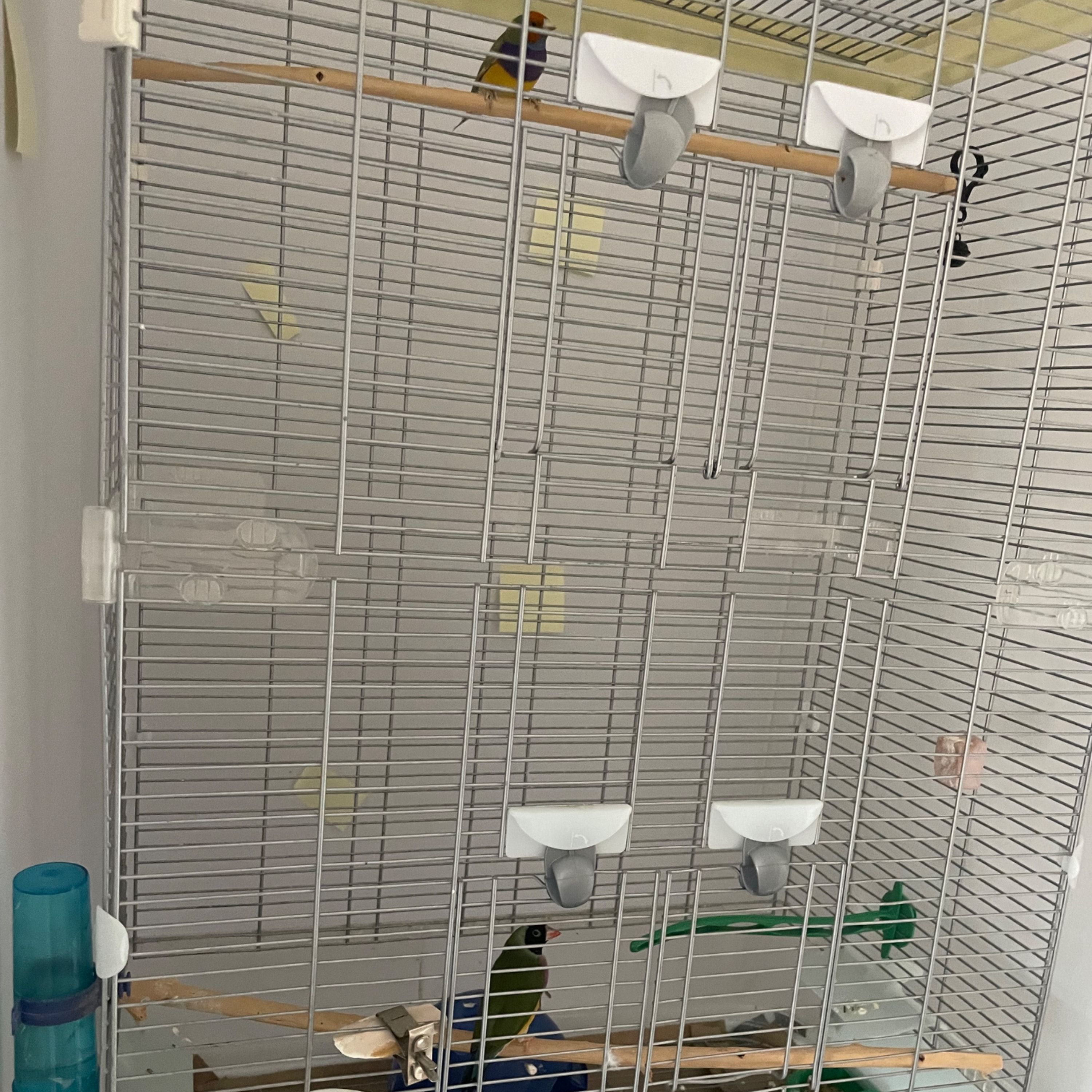 Portrait of Gouldians, the bird