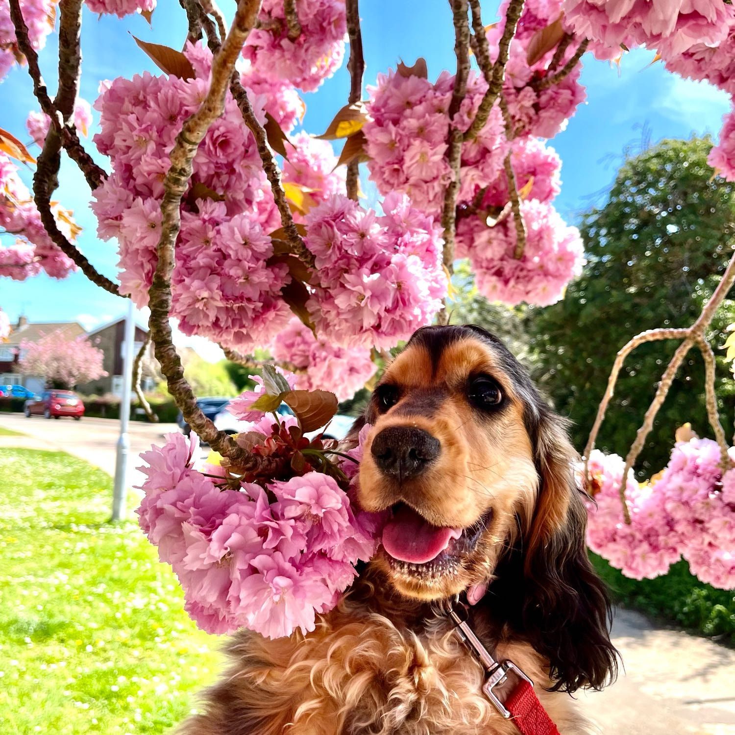 Portrait of Winnie, the dog
