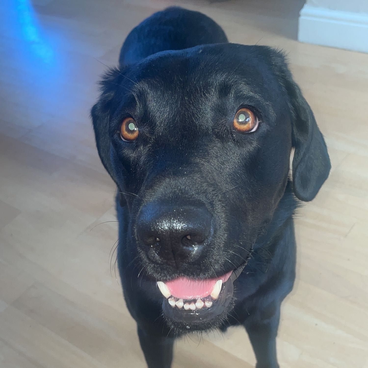 Portrait of Ella, the dog