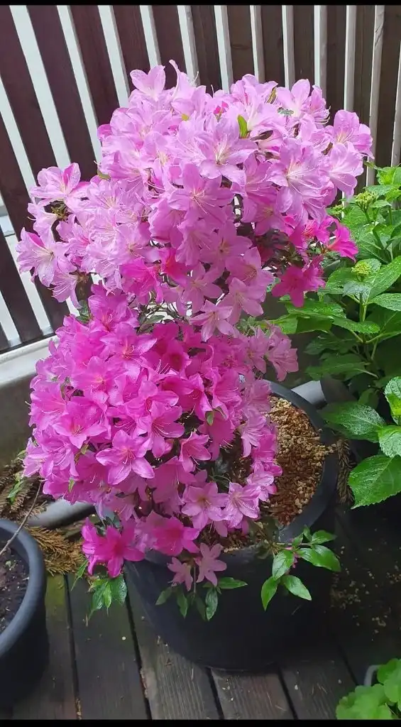 image-17